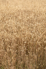 Golden wheat field ready for harvest in summer agricultural landscape