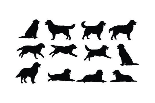 Bernese mountain dog silhouettes various poses black