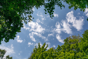 Fototapeta premium Looking up through lush green tree canopy at beautiful blue cloudy sky creating perfect natural frame with leafy branches and foliage, peaceful summer day nature concept