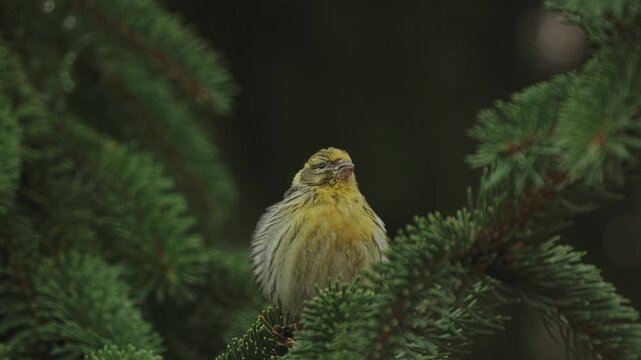 European serin singing on a pine tree