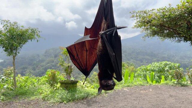Flying Fox Bat Hanging Upside Down in Tropical Bali Jungle (wide shot)