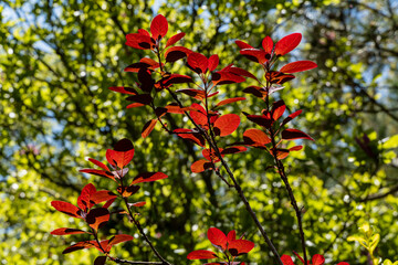 Vibrant red leaves on branch Cotinus coggygria Royal Purple (Rhus cotinus, European smoketree) , set against backdrop of lush green foliage, creating striking contrast in natural setting.