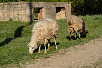 Two sheep are grazing on grassy area near dirt path. Behind them, there is stone structure with open entrances. Scene is set in rural environment with greenery and calm atmosphere.