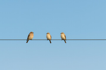 small birds perched on power line with blue sky background, minimal