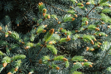 Close-up view of coniferous tree branch Picea pungens Hoopsii adorned with vibrant green needles and small, budding cones, capturing essence of fresh forest foliage.