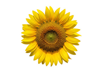 Fototapeta premium Close-up of a vibrant sunflower against a black backdrop.