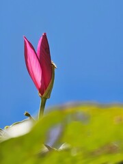 Minimalist pink flower bud with blue sky copy space © Wen Sheng Chen