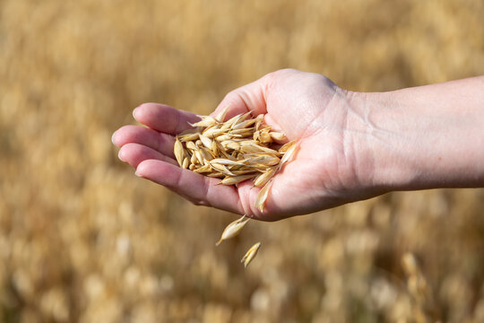 Die goldene Ernte. Reifer Hafer in Hand