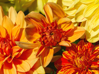 Orange background. Macro of orange dahlia flowers. Orange daisy flowers with vibrant petals. Chrysanthemum. Floral close up. Orange aesthetic. Floral background. Autumn garden. Card, layout.