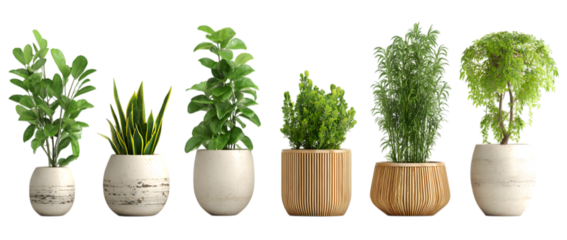 Beautiful indoor plants in stylish pots bring vibrant greenery and natural elegance to any modern home or office setting.