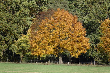 Baum im Herbst