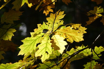 Blätter der Roteiche im Herbst