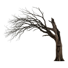 Fototapeta premium wilted dead tree twisting with branches to one side, wide view high detail realistic bark texture, gnarled silhouette isolated on white for transparent background PNG