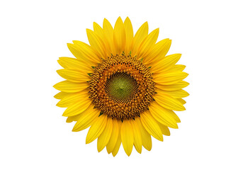 Naklejka premium Close-up view of a vibrant sunflower.