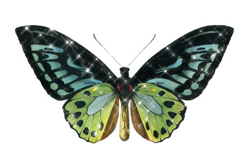 Hand drawn sparkling Green birdwing sticker with white border
