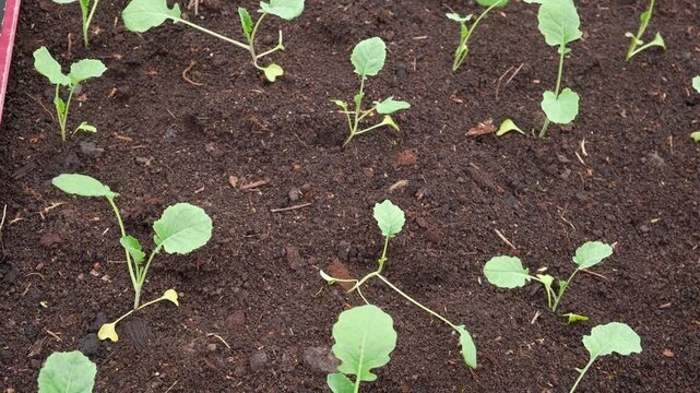 White cabbage seedlings. Young saplings of broccoli and cauliflower close-up grows in a garden bed ground soil. Planting in the vegetable garden. Organic green fresh Kale sprout having germinated.
