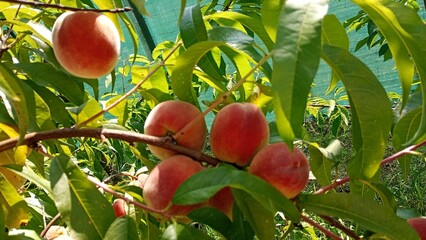 Peach fruit tree laden with ripe fruits in a sunny orchard during the peak of summer.