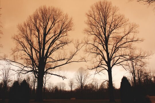 Two bare trees silhouetted against a muted orange sky