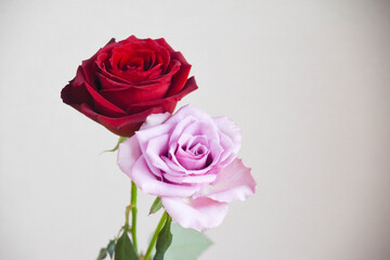 赤と紫のばら