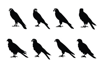 Avian Silhouette Array: A graphic presentation featuring a flock of raptors, showcasing the striking black silhouette of each perched bird against a stark backdrop. 