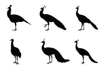 Elegant Peacock Silhouettes: An array of elegant peacock silhouettes in profile, evoking a sense of grace and poise in stark contrast.