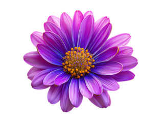 Neon daisy flower pattern violet plant
