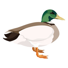 PNG wild duck sticker, mallard bird illustration, transparent background