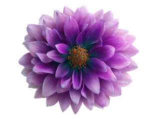 Neon daisy flower pattern violet plant