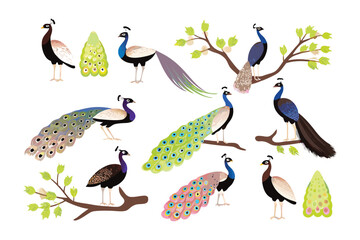 Majestic Peacock Display: A collection of vibrant illustrations of peacocks showcasing their beauty with fully opened feathers, poised gracefully on branches and in various poses.