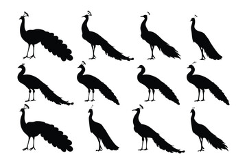 Peacock Silhouettes in Arrangement: A pattern of peacock silhouettes, their elegant forms artfully arranged, creating a visually captivating display of elegance and grace. 