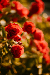 Fototapeta premium red roses in garden