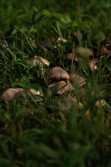 Cluster of small mushrooms in green grass vertical