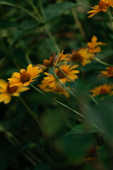 Orange wildflowers in dense green foliage vertical