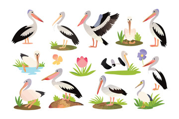 Pelicans in Natural Habitat: A collection of whimsical illustrations captures a diverse group of pelicans in their natural habitat, showcasing their unique characteristics.