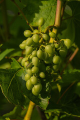Bunch of green grapes on the vine Vertical