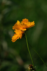 Single yellow flower against green background vertical