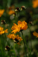 Cluster of blooming yellow wildflowers vertical