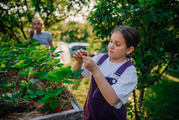 Obraz premium Girl harvesting strawberries in garden on sunny summer day