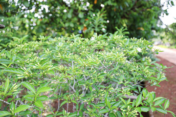 A beautiful white flower buds of Crepe jasmine (Pinwheelflower) all over the tree.