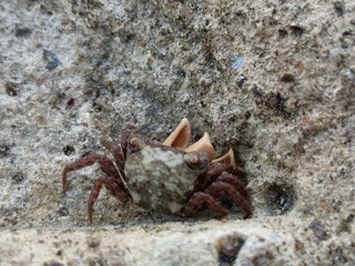 Crabs on the seawater