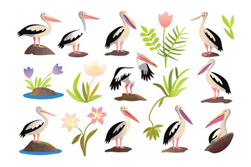 Exotic Pelican Set: A captivating illustration of pelicans in various poses, integrated into a whimsical artistic style.