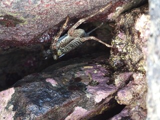 Crabs on the seawater