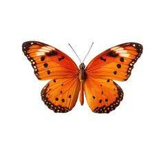 Fototapeta premium Orange butterfly, detailed wings, black dots