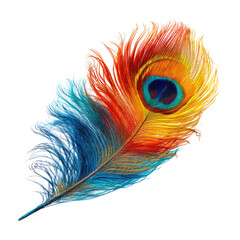 Vibrant peacock feather