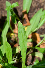 Mertensia leaves - Latin name - Decalepidanthus primuloides