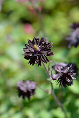 Columbine double black flower - Latin name - Aquilegia vulgaris Black Barlow