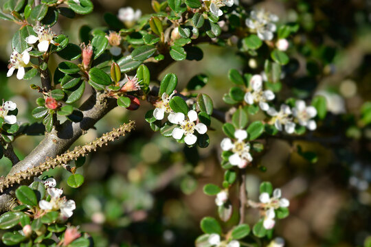 Littleleaf cotoneaster branch with flowers - Latin name - Cotoneaster microphyllus Cochleatus