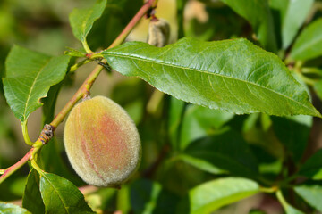 Peach tree branch with immature fruit - Latin name - Prunus persica