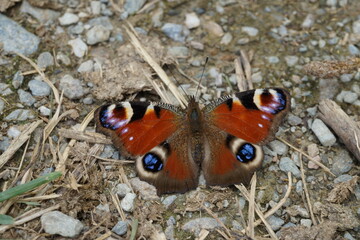 Mariposa pavo real posada sobre suelo pedregoso