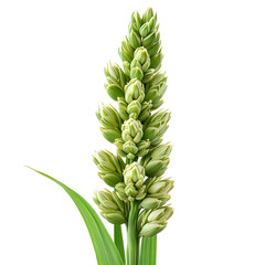 Obraz premium Vibrant Green Wheat Spike Close-Up on Transparent Background
